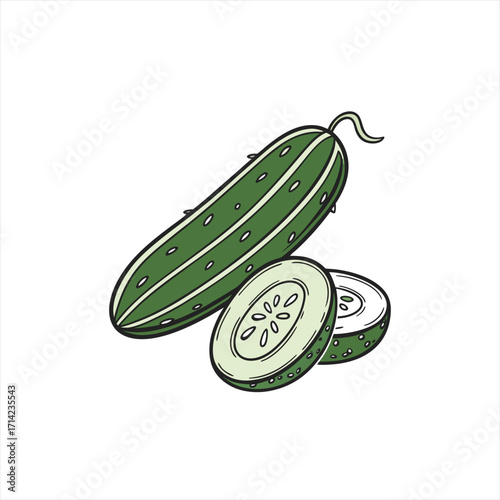 Hand drawn illustration of a whole cucumber and slices on white background