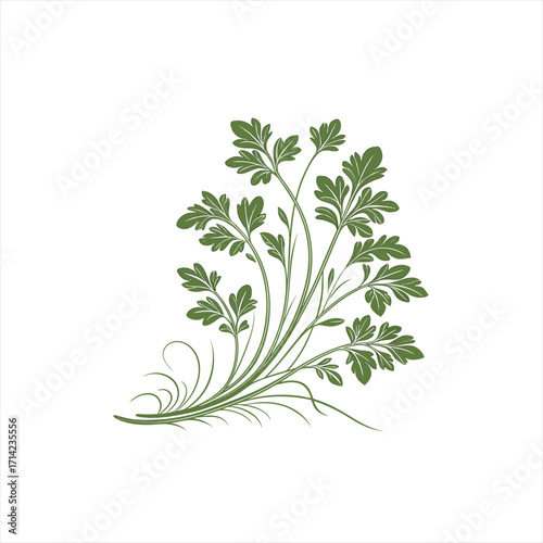 Green parsley leaves and stems with decorative swirls on white background