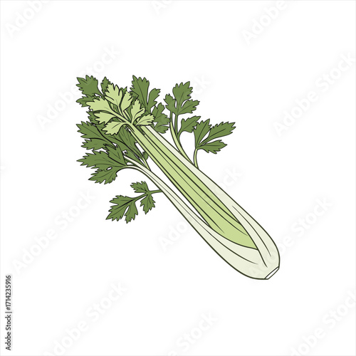 Illustration of a fresh green celery stalk with leaves on a white background
