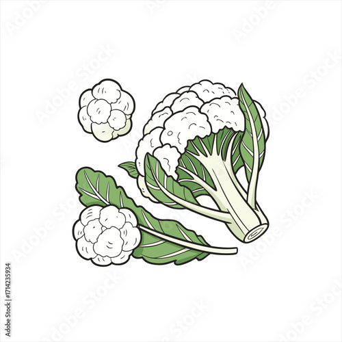 Illustration of fresh cauliflower with green leaves on a white background