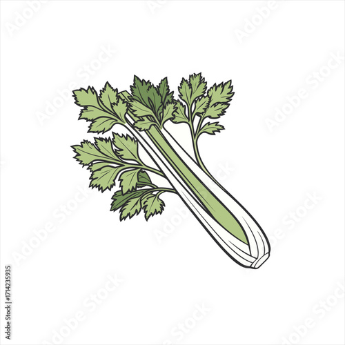 Fresh green celery stalk with leaves isolated on white background