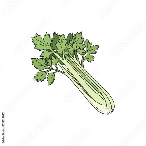 Fresh green celery stalks with leaves on a white background illustration