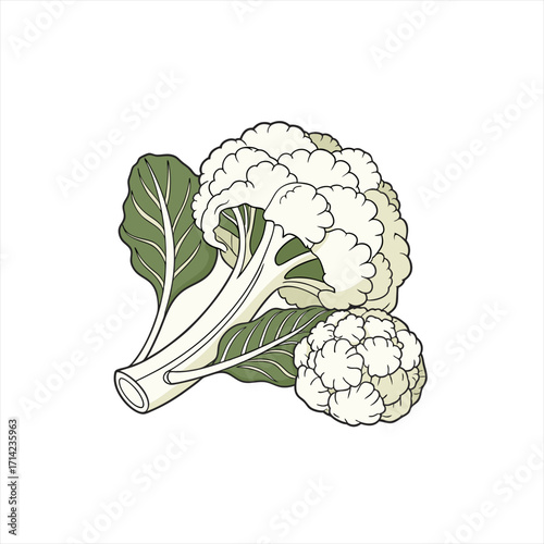 Illustration of fresh cauliflower with green leaves on a white background