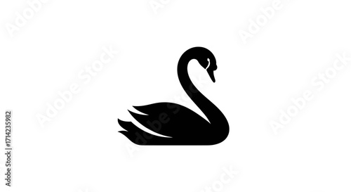 Elegant black swan gracefully resting on a pristine white background.