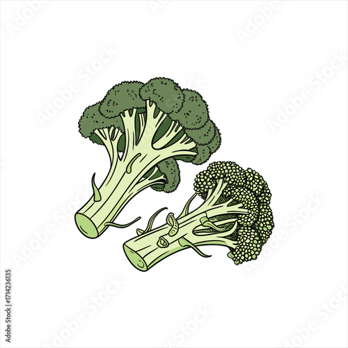 Two fresh broccoli florets with stems on a white background