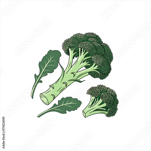 Fresh broccoli florets and leaves on a white background illustration