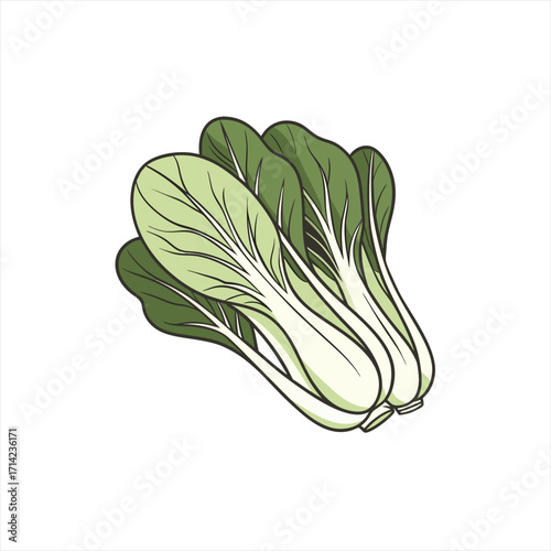 Illustration of fresh bok choy vegetables on a white background