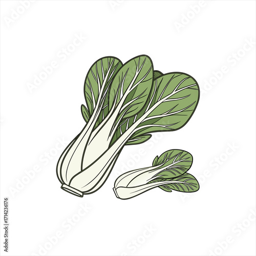Illustration of fresh bok choy vegetables on a white background