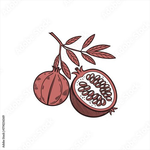 Wallpaper Mural Hand drawn illustration of a whole and halved pomegranate on a branch with leaves Torontodigital.ca