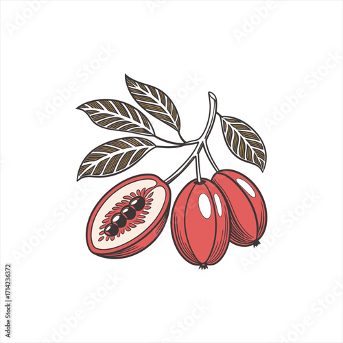 Wallpaper Mural Illustration of red berries on a branch with leaves and a cut berry showing seeds Torontodigital.ca
