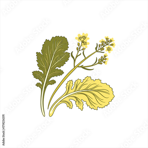 Illustration of mustard leaves and yellow flowers on a white background