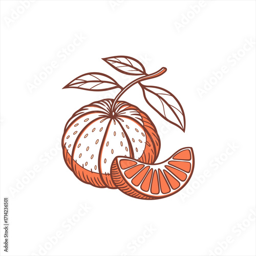 Wallpaper Mural Hand drawn orange fruit with slice and leaves on white background Torontodigital.ca