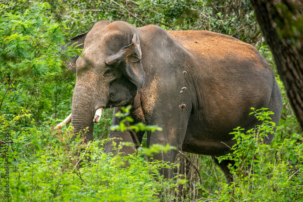 Obraz premium This image captures a majestic wild Asian elephant, likely a Sri Lankan elephant, emerging from lush green foliage within a natural habitat like a jungle or national park.