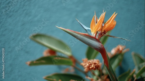 Bird of Paradise Tropical Flower with Blue Wall Background
