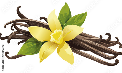 Vanilla scented, Vanilla bean fruit vector isolated on transparent 