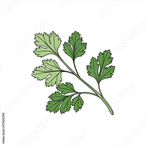 Illustration of a sprig of fresh green parsley leaves