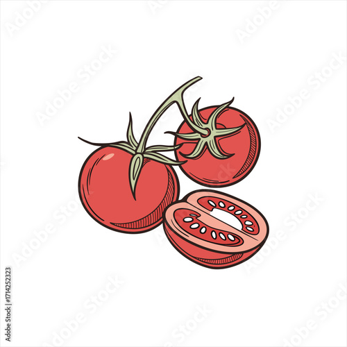Hand drawn illustration of fresh red tomatoes on a vine with one tomato sliced in half