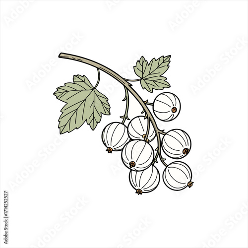 Illustration of a white currant berry branch with green leaves