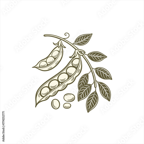 Illustration of fresh green peas on a vine with leaves