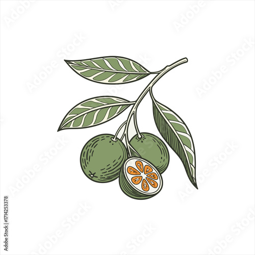 Feijoa fruit branch with leaves and a cut fruit showing pulp