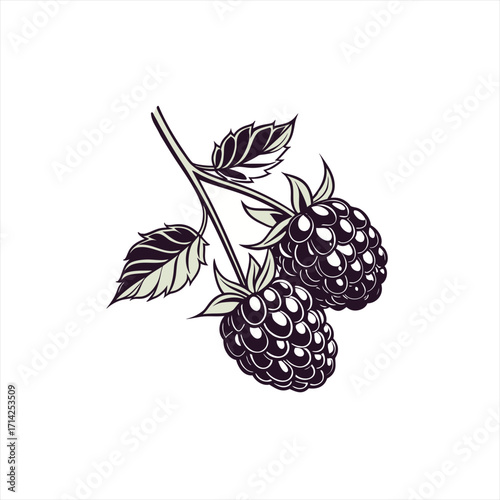 Stylized illustration of two ripe blackberries on a branch with leaves