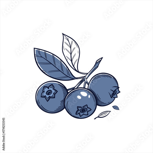 Hand drawn illustration of ripe blueberries on a branch with leaves