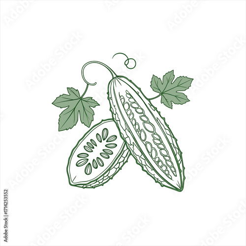 Bitter melon gourd vegetable illustration with leaves and vine