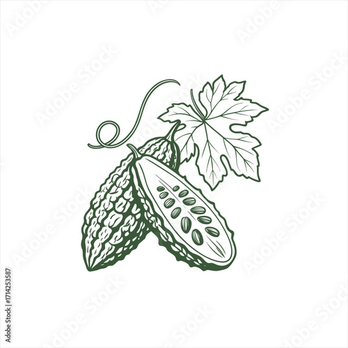 Bitter melon vegetable illustration with leaf and tendril