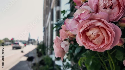 Pink roses in the foreground with delicate petals, while behind them a quiet street with traditional houses creates a charming urban backdrop. Nature and city blend in a calm and romantic vibe
