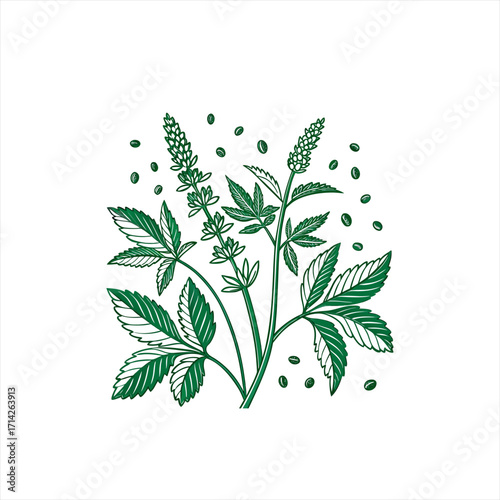 Green botanical illustration of flowering plant with leaves and seeds