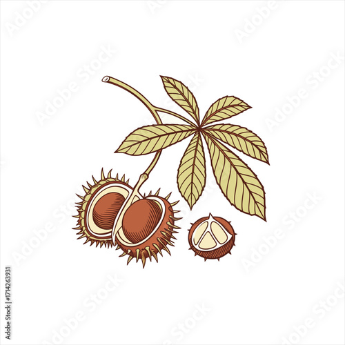 Hand drawn illustration of horse chestnuts and leaves on white background