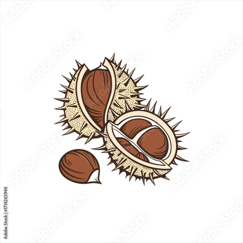 Illustration of a spiky horse chestnut shell with nuts inside and loose nuts