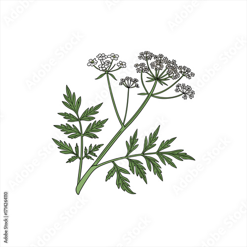 Illustration of a hemlock plant with delicate white flowers and green leaves