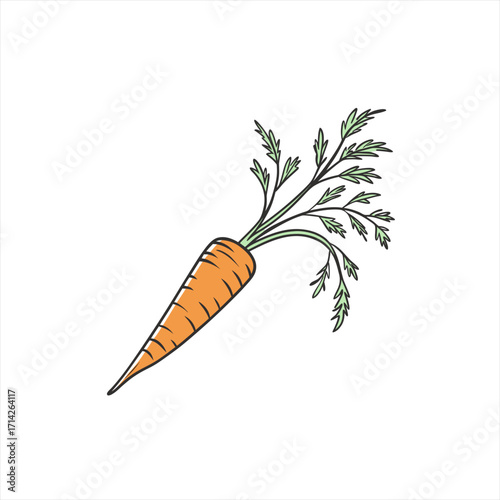 A single orange carrot with green leafy tops on a white background