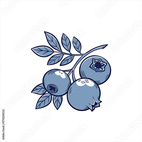 Blueberry branch with three ripe berries and leaves illustration