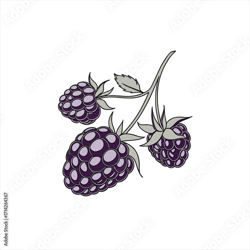 Illustration of three ripe blackberries on a branch with leaves
