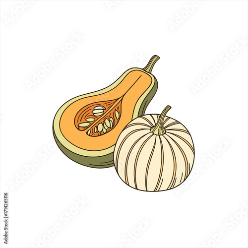 Illustration of a cut butternut squash and a whole pale pumpkin