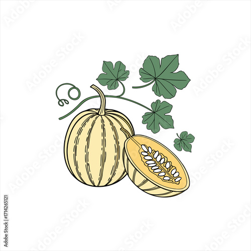 Yellow spaghetti squash with vine and leaves illustration