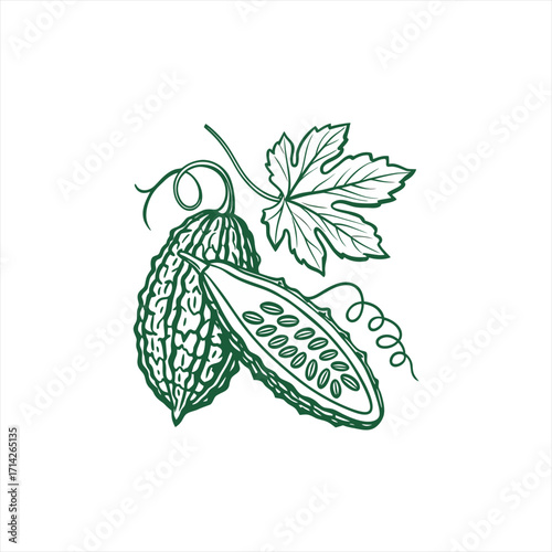Bitter melon gourd fruit and leaf line art illustration