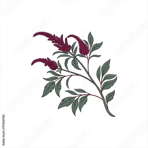 Stylized illustration of a flowering amaranth branch with deep red blooms and green leaves