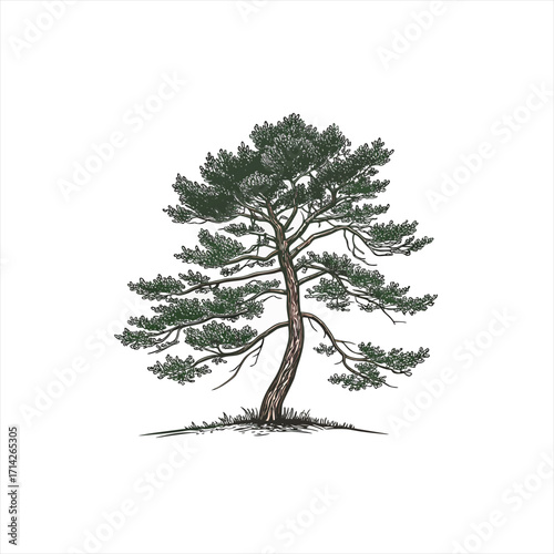 Detailed illustration of a single pine tree with green needles and brown trunk