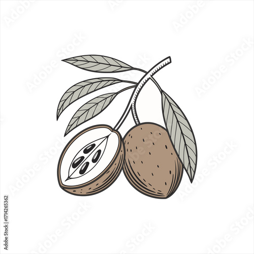 Illustration of a sapodilla fruit with leaves and seeds