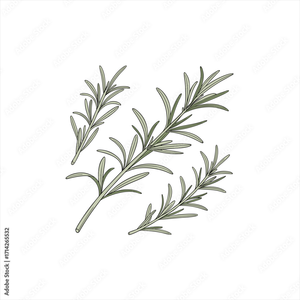 Obraz premium Illustration of fresh rosemary sprigs on a white background