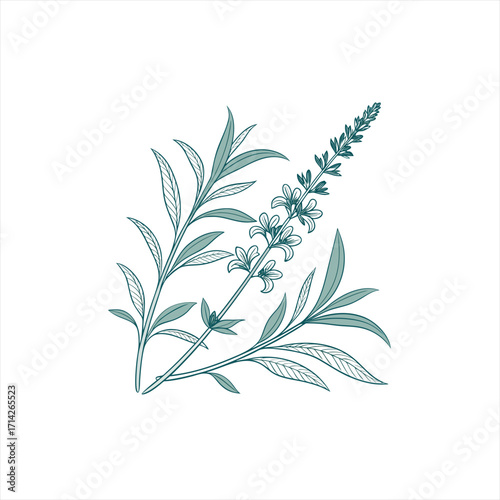 Elegant line art illustration of a flowering plant with teal leaves and blossoms