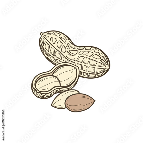 Hand drawn illustration of peanuts in shell and shelled kernels