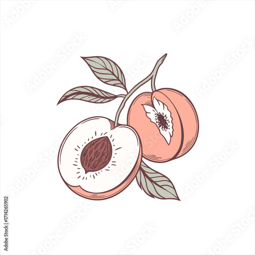Hand drawn illustration of peaches with leaves on a white background