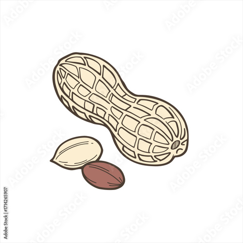 Hand drawn illustration of a peanut pod and two kernels