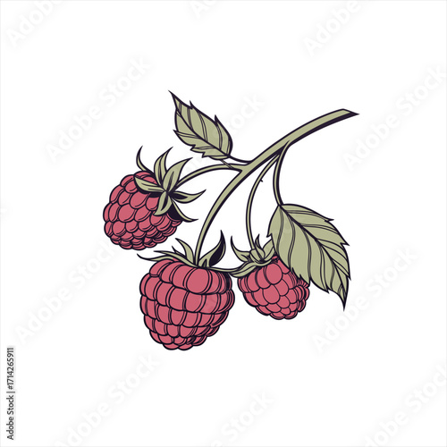 Illustration of three ripe raspberries on a branch with leaves