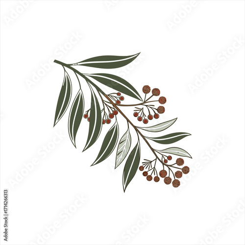 Stylized illustration of an australian eucalyptus branch with leaves and seed pods