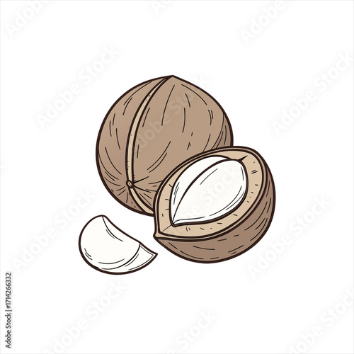 Hand drawn illustration of a whole and a halved nutmeg with a small piece